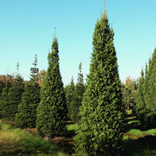   
Picea abies Columnaris